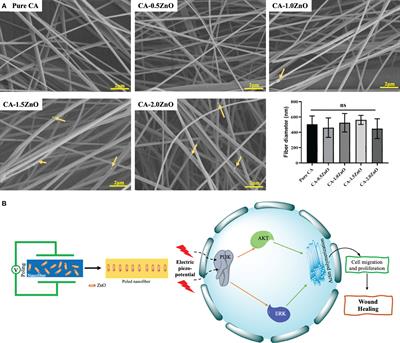 Piezoelectric-based bioactive zinc oxide-cellulose acetate electrospun mats for efficient wound healing: an in vitro insight